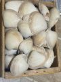 Shells. 