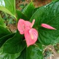 Pink anthurium. 