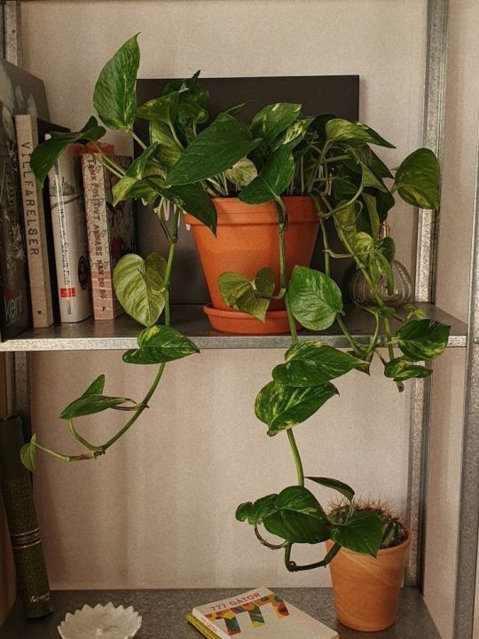 Golden%20leaf%20pothos%20money%20plant%20%20indoor%20and%20outdoor%20plant%201%20pcs%20-%20Image%204