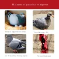 NEW Pigeons, parrots, clean up the whole body of birds, roundworms, nematodes, trichomoniasis, coccidia. 