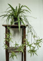 Spider plant ( Indoor plant ). 