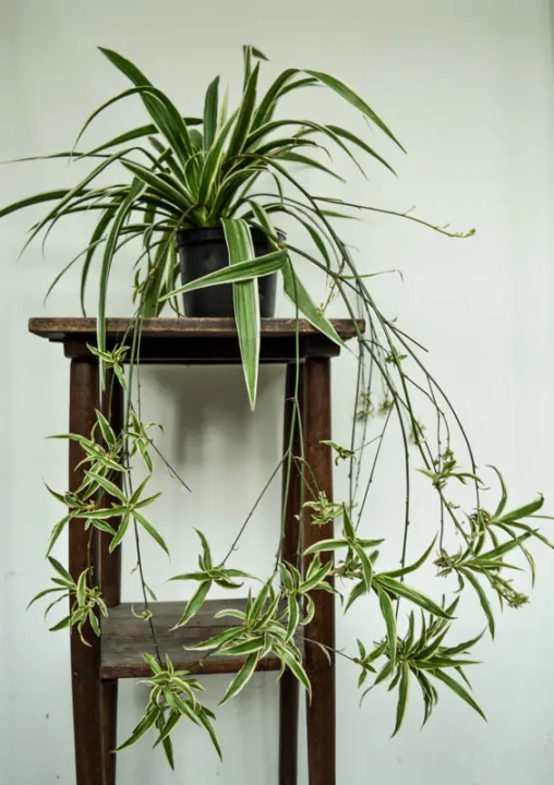 Spider%20plant%20(%20Indoor%20plant%20)%20-%20Image%202