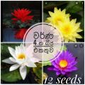 Lotus seeds 4 colours pack (12 seeds) beautiful home garden.. 