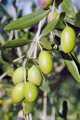 Wild olive 🫒 OiL, Pakistani extra virgin olive oil,Best Quality EXTRA VIRGIN wild olive oil Pakistani, save packing plastic food bottle,. 