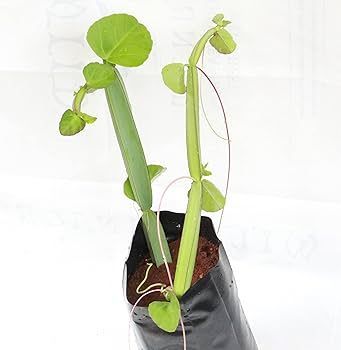 Cissus%20quadrangularis%20%7C%20Pirandai%20Plant%20(%E0%AE%AA%E0%AE%BF%E0%AE%B0%E0%AE%A3%E0%AF%8D%E0%AE%9F%E0%AF%88%20%E0%AE%9A%E0%AF%86%E0%AE%9F%E0%AE%BF)%20-%20Image%203