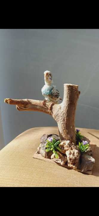 Australian parrot Taxidermy / Stuffed parrot / Hoonudkari