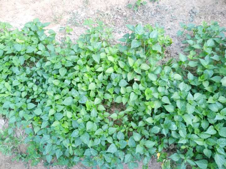 Vegetables%20Seeds-%20Sakkal-1%20TomatoSeeds-10%20grm%20-%20Image%202