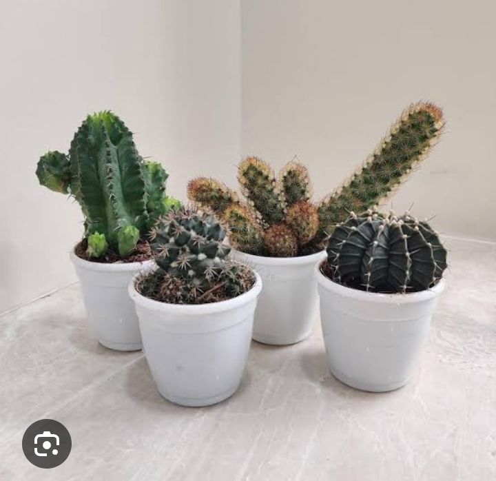 Live Cactus plant | 100% Original cactus mini plant | Original not fake or artificial | Real Cactus | Cactus with pot with fertilizer rait | Cute cactus real plant | Real product size 5 to 6 inches | Fresh stock of cactus | attractive cactus live plant