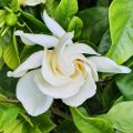 Gardenia plant/ flower plant/ live plant/ Outdoor plant/ rose flower plant. 
