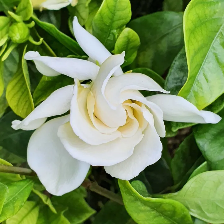 Gardenia%20plant/%20flower%20plant/%20live%20plant/%20Outdoor%20plant/%20rose%20flower%20plant%20-%20Image%202