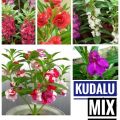 Kudalu mix colours seeds. 