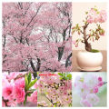 Ready to ship (30 seeds), cherry blossom, cherry blossom, Sakura, Japanese tree, garden, decoration, Sakura, seed cultivation, bonsai, seeds 100%. 