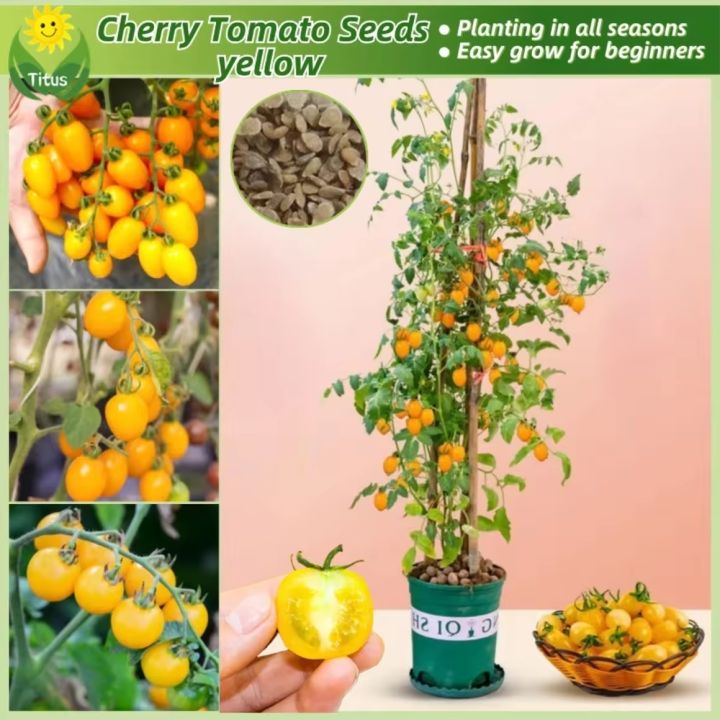 Thai%20Cherry%20Tomato%20Yellow%20-%2020%20PCS%20Seeds%20F1%20Hybrid%20-%20Image%206