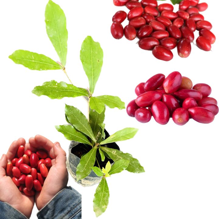 Miracle%20berry%20plant%20-%20Image%202