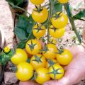 Thai Cherry Tomato Yellow - 20 PCS Seeds F1 Hybrid.