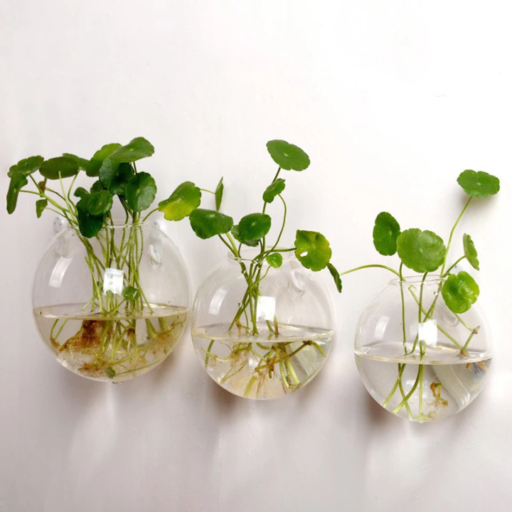 Hanging Glass Terrarium - Semi-Circular Hydro Planter for Wall Decor, Fish Tank & Plant Display home decoration item