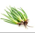 Alovera plant   1 piece. 
