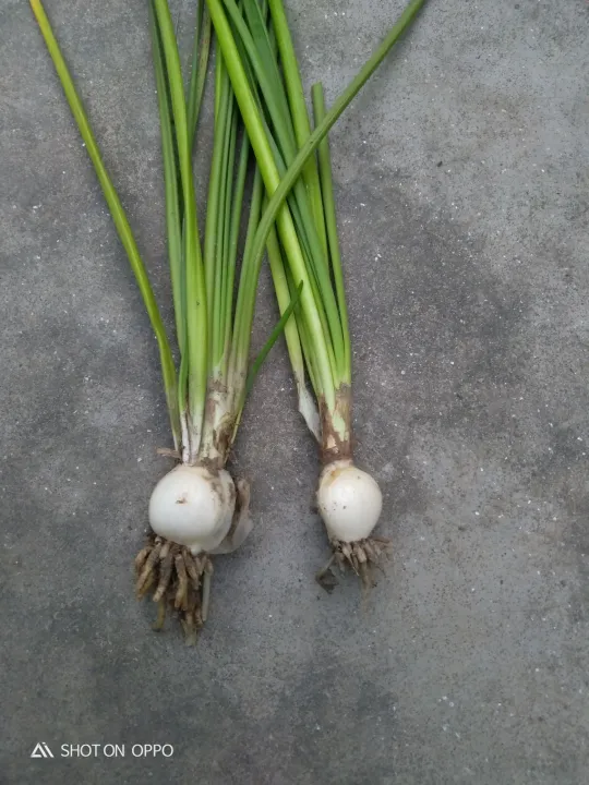 Rain%20Lily%20pie%201%20matured%20blubs%20-%20Image%203