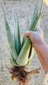 aloe vera plant without pot. 