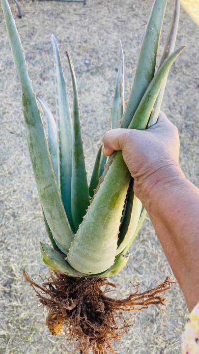 aloe%20vera%20plant%20without%20pot%20-%20Image%204