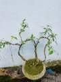 Bonsai Natural living  plant ficus benjamina. 