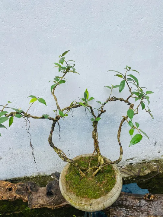 Bonsai%20Natural%20living%20%20plant%20ficus%20benjamina%20-%20Image%206