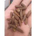 Fresh pine Nuts / (Chilgoza) With Shell (500 grams) Price In Pakistan. 