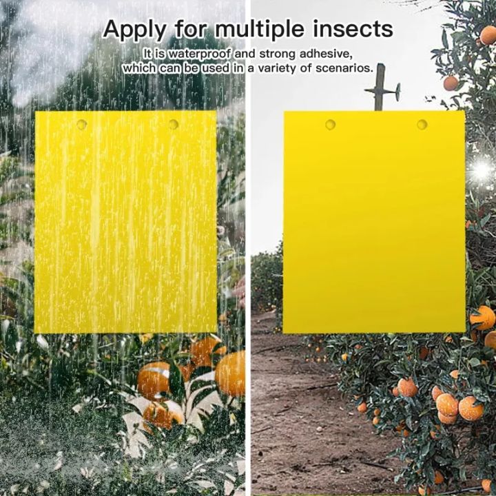 10%20Pieces/set%20Fruit%20Fly%20and%20Slime%20Board%20Insect%20Traps,%20Fruit%20Orchard,%20Melon%20Garden,%20Farm,%20Household%20Insect%20Traps%20-%20Image%204
