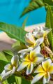 Kathgolap/Plumeria flower plant multi head outdoor plant 8-12 inch size with soil 1 piece. 