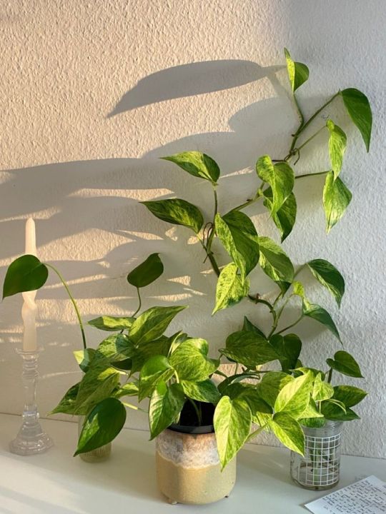 Golden%20leaf%20pothos%20money%20plant%20%20indoor%20and%20outdoor%20plant%201%20pcs%20-%20Image%205