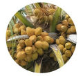 APM COCONUT Fertilizer For Home Gardening Agriculture Pol Pohora High Quality NPK Fertilizer Powder Fertilizer For Agriculture. 