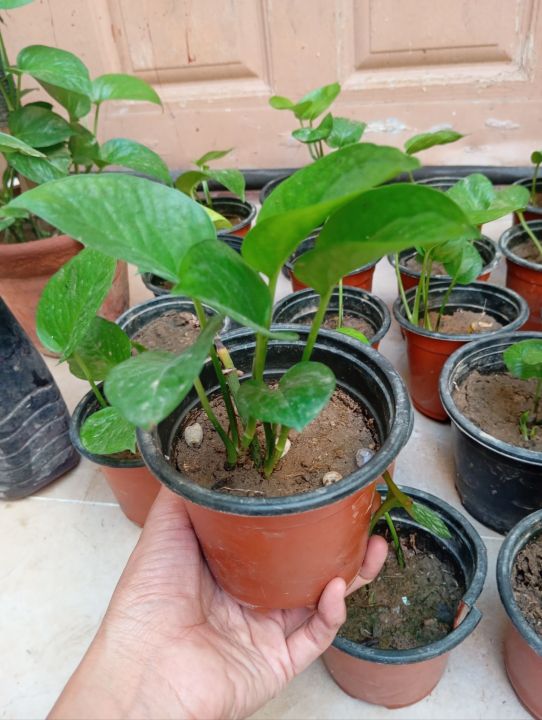 Money plant