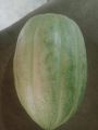 High Germination Cucumis Melo (ونگا) Wanga| Cucumber Melo Fruit Seeds For Kitchen Gardening. 