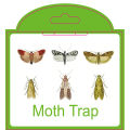 SilentKing 6PCS Moths Traps Pantry Clothes Kitchen Food Home Garden Pest Control Moth Traps Pheromone Moths Sticker Moths Trap. 