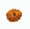 11 Mukhi Rudraksha Original/11 face rudraksha Original. 