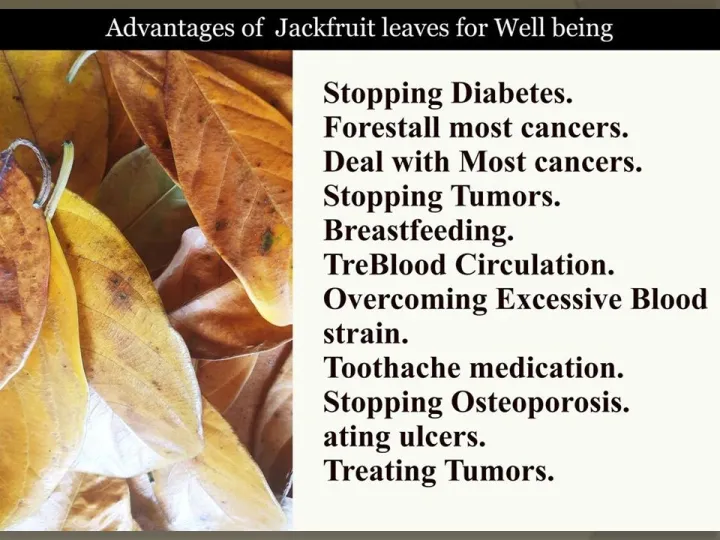 Jackfruit%20leaves%20tea%2050g%20-%20Image%203