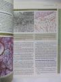 JUNQUEIRAS BASIC HISTOLOGY TEXT AND ATLAS 15TH EDITION BY ANTHONY L. MESCHER. 