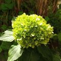 Hydrangea Green. 