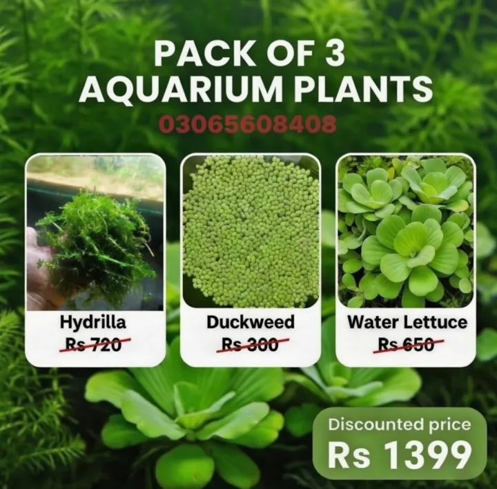 Pack%20Of%203%20Aquarium%20plants%20.%20Hydrilla%20Aquatic%20plants.%20%7C%20Duckweed%20%7C%20Water%20lettuce%20%7C%20Live%20Aquatic%20plants%20%7C%20Floating%20plants%20-%20Image%202
