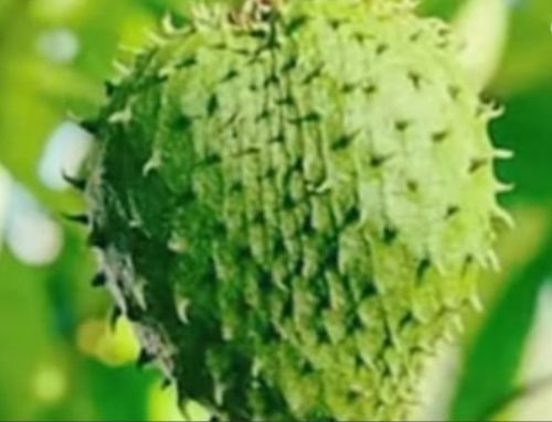 Korosol%20tree%20cancer%20solution%20green%20tree%20-%20Image%202