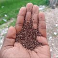 Premium quality nepier grass seeds / hybrid seeds 6000+ pis. 