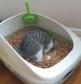 Cat wooden litter (Premium Quality). 