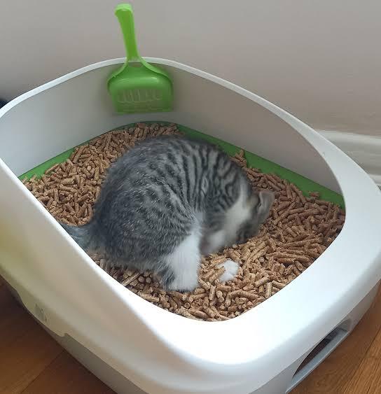 Cat%20wooden%20litter%20(Premium%20Quality)%20-%20Image%203