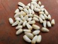 Original American saffron seeds pack of 300 seeds deal. 