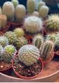 Live Cactus plant | 100% Original cactus mini plant | Original not fake or artificial | Real Cactus | Cactus with pot with fertilizer rait | Cute cactus real plant | Real product size 5 to 6 inches | Fresh stock of cactus | attractive cactus live plant. 