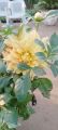 Indian Dahlia Flower/ 3+ Hybrids seeds/Bulb. 