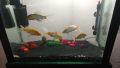 Aquarium Black Sand Decoration. 