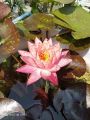 wanavisa water lily 1 matured plant. 