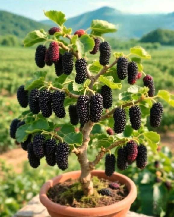 Healthy%20Mulberry%20Plant%20%7C%20Easy%20to%20Grow%20Fruit%20Plant%20-%20Image%202