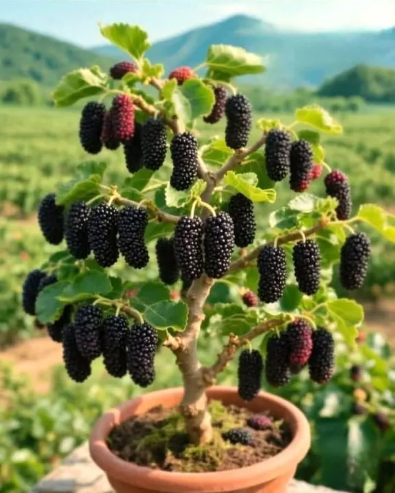 Healthy%20Mulberry%20Plant%20%7C%20Easy%20to%20Grow%20Fruit%20Plant%20-%20Image%202